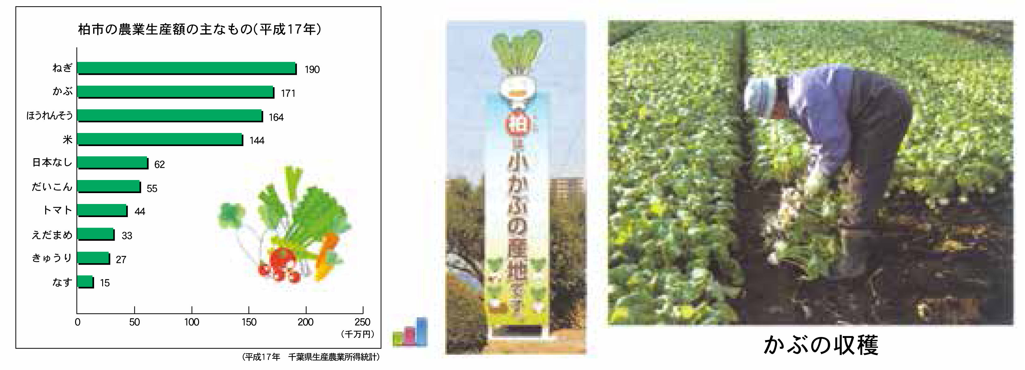 柏市の農業2