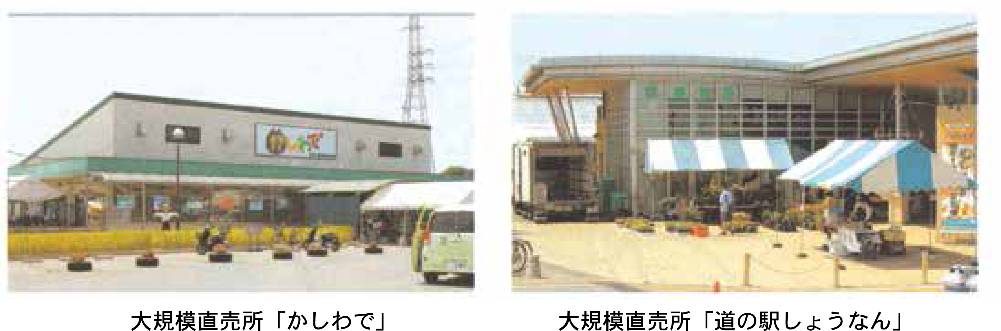 柏市の農業3